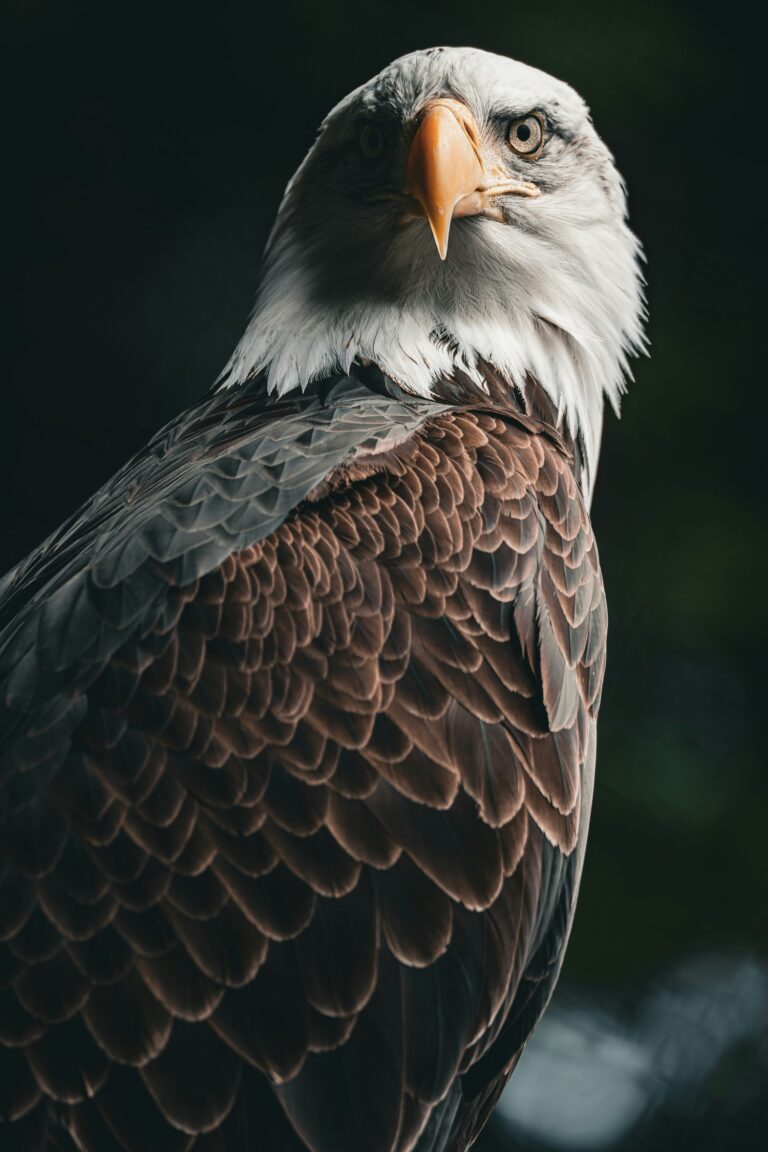 Symbol of Strength: Amazing Eagle Wallpapers to Elevate Your Screen