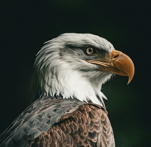 Amazing Eagle Wallpapers to Elevate Your Screen