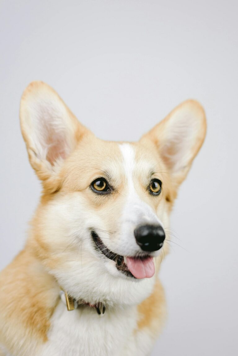 Adorable Dog  Wallpapers Free Downloads