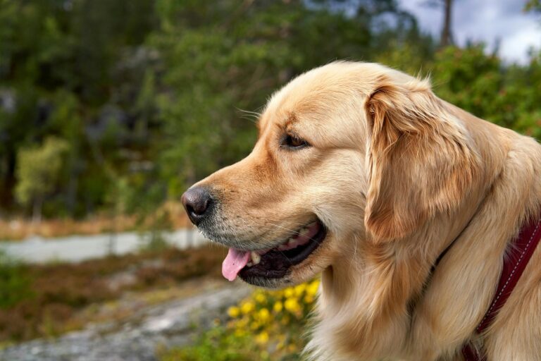 Dog Wallpaper HD Download