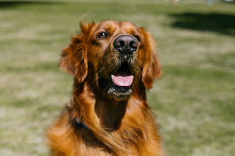 Cute Dog Wallpapers: Free HD Backgrounds