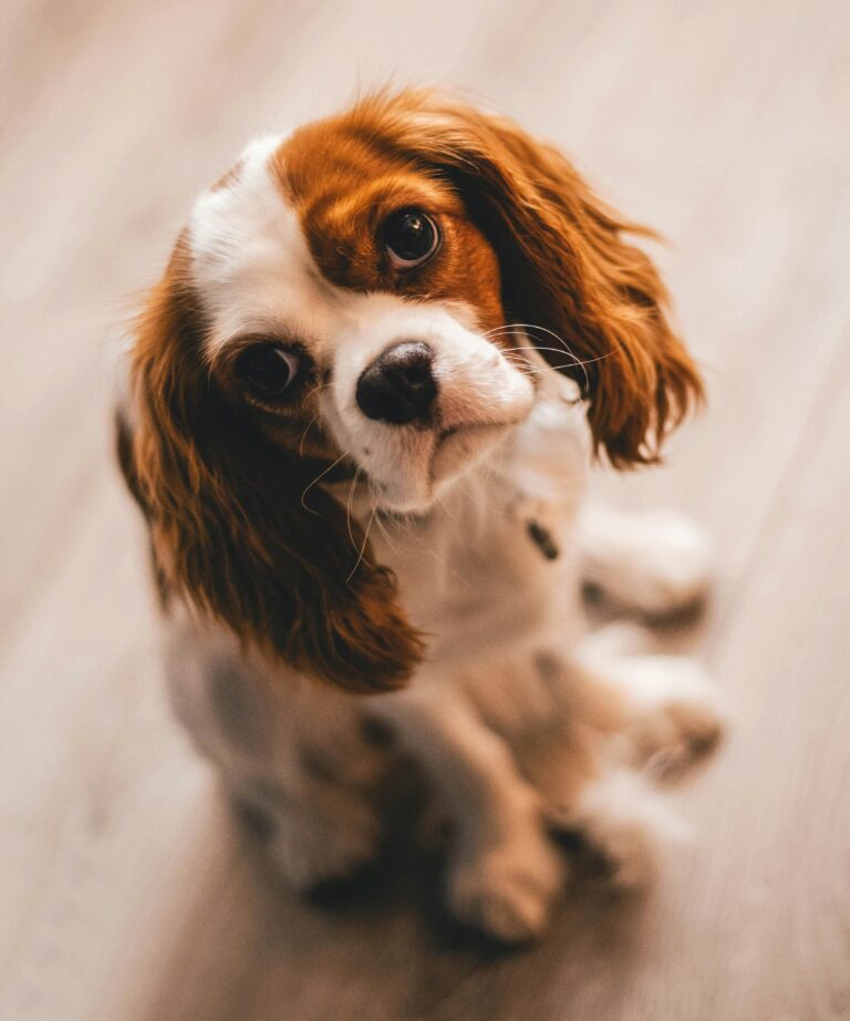 Dog Wallpapers You’ll Love